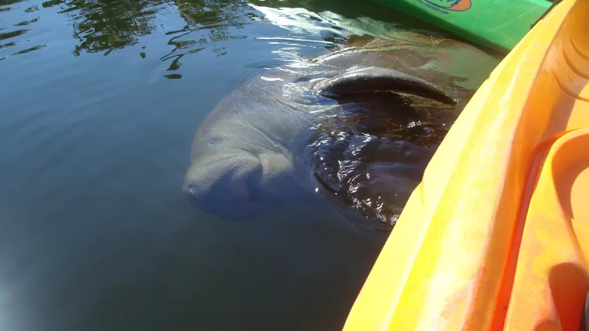 Kayaking with Manatees