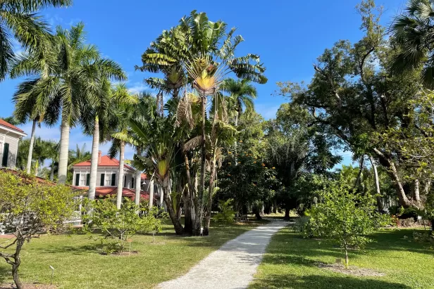 Participants will get the tools to growing a tropical oasis of palms. 
