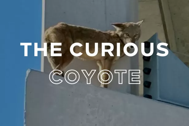 The Curious Coyote Cocktail at The Luminary Hotel, $1 of each purchase will go to support CROW!
